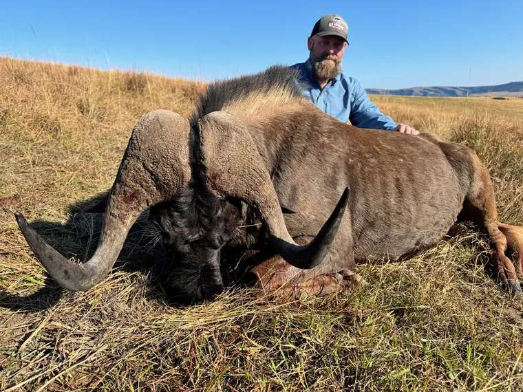 Hunter with a blue wildebeest trophy in South African grassland