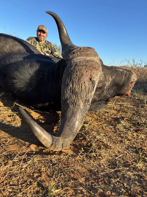 Hunter with a Cape buffalo in South Africa, viewed beside its horns