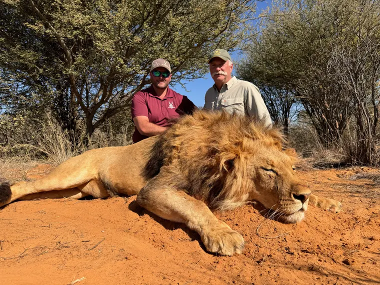 Two hunters with a mature lion trophy in the Eastern Cape