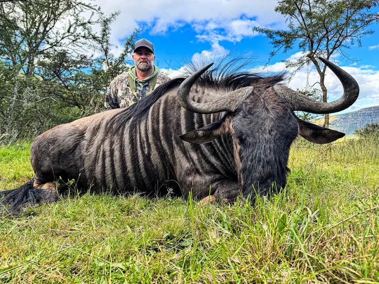 Hunter with a mature wildebeest trophy in green Eastern Cape country