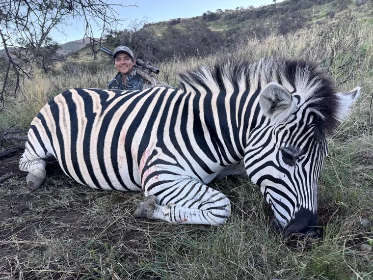 Zebra trophy in thick Eastern Cape brush