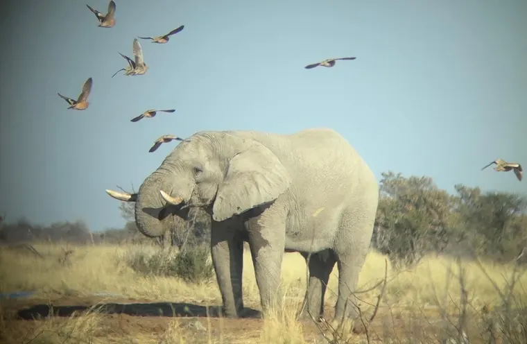 Elephant with birds in open country