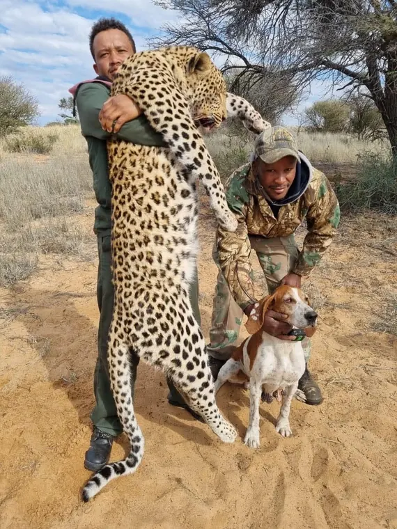 Hunters with a leopard from the Botswana album