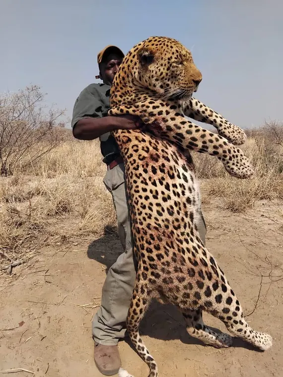Hunters with a leopard from the Botswana album