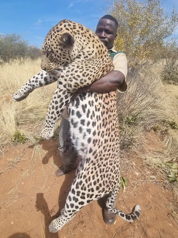 Hunters with a leopard from the Botswana album