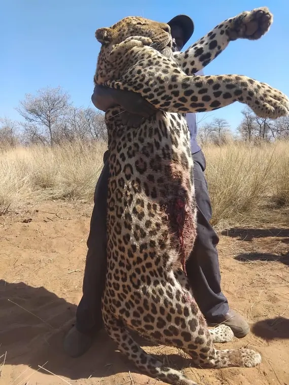 Hunters with a leopard from the Botswana album