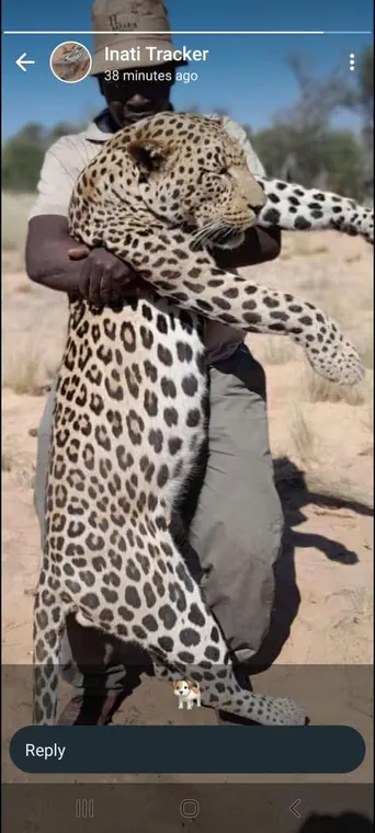 Leopard display from the client supplied Botswana album