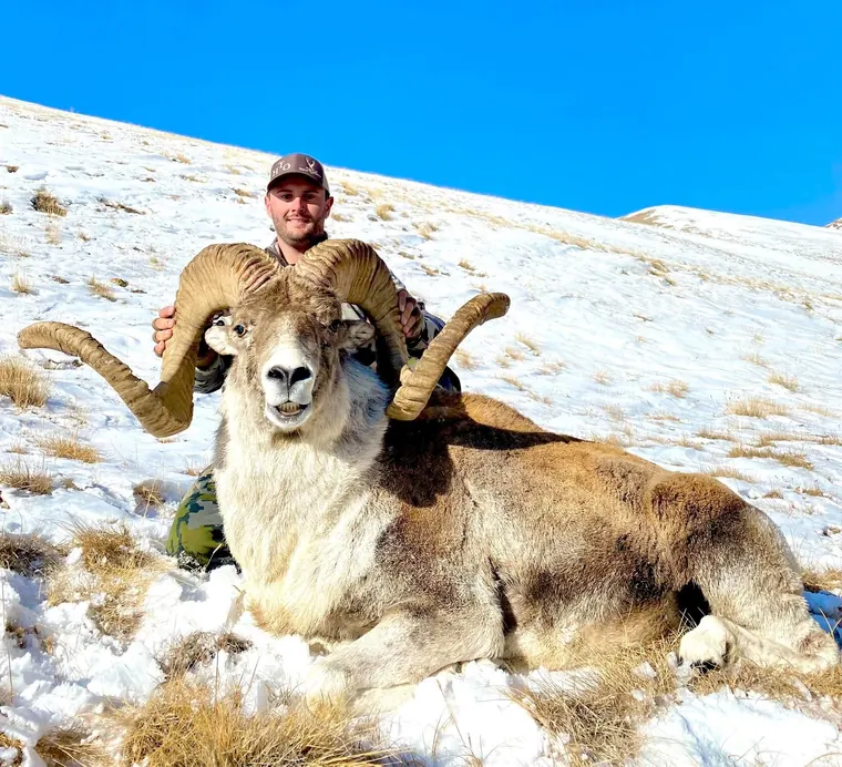 Hunter with a large ram in snowy mountain country