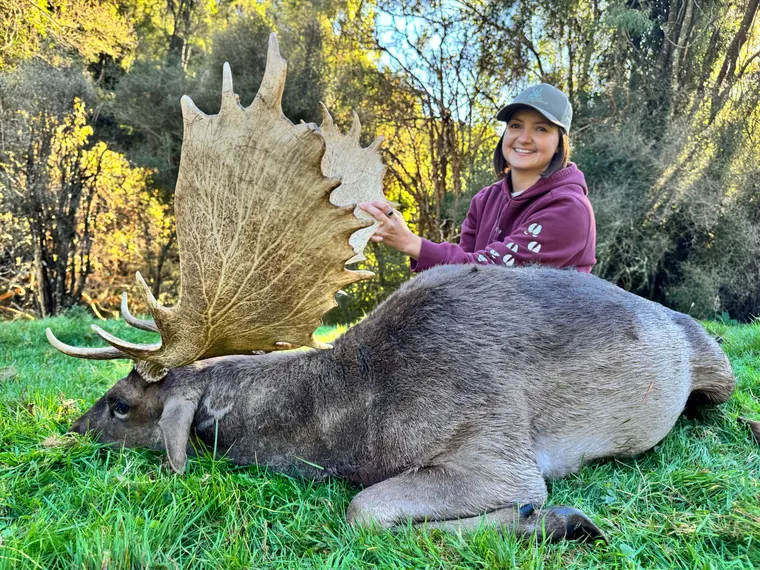 Hunter with a mature fallow deer trophy in New Zealand woodland