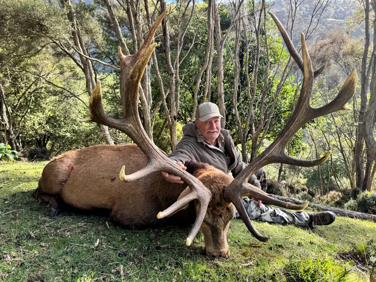 Hunter with a mature red stag in New Zealand woodland