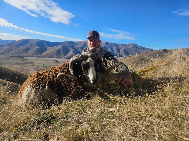 Hunter with a Bob Marley sheep in wide New Zealand mountain country
