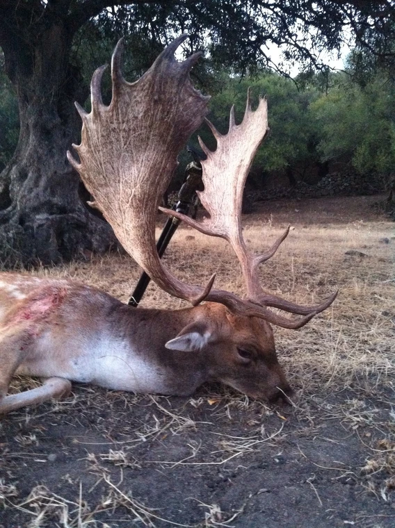 Fallow buck resting on the forest floor, Spain