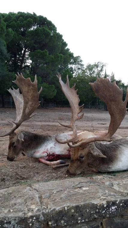 Fallow deer trophies in a woodland clearing, Spain
