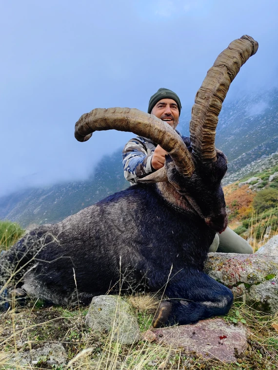 Hunter with a Gredos ibex on a misty mountainside, Spain