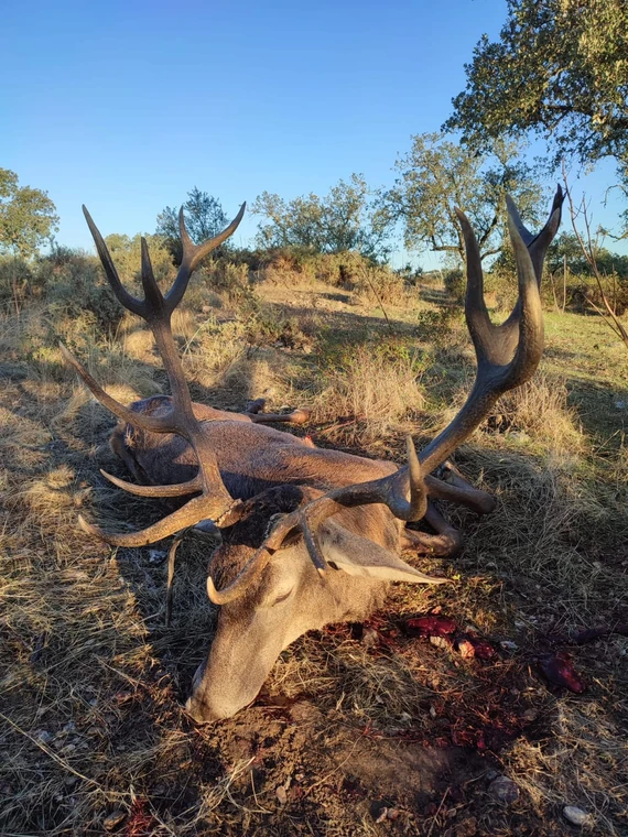 Iberian red deer in autumn woodland, Spain