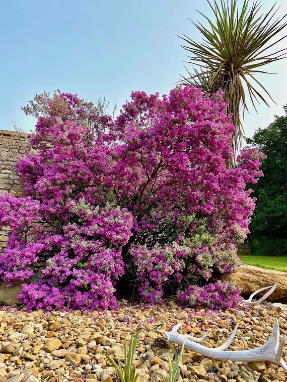 Flowering shrubs and stone landscaping at the Dublin lodge