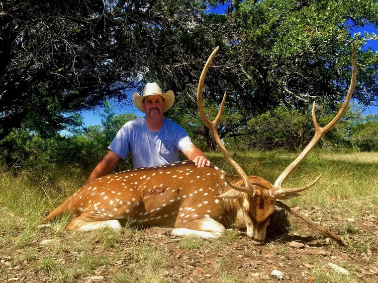 Hunter with an axis buck beside a sunlit grove of trees