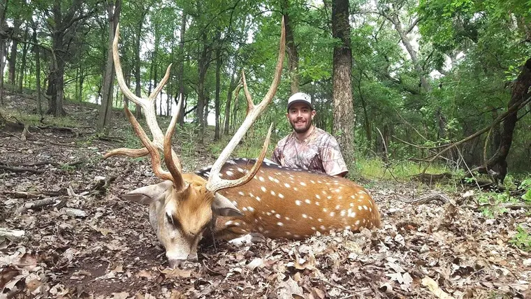 Hunter and axis buck in shaded Texas woodland