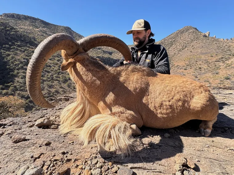 Hunter with a mature aoudad ram on a rocky West Texas hillside