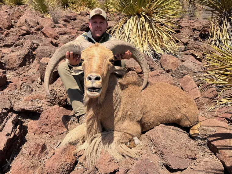 Hunter with an aoudad ram on a red rock slope in West Texas