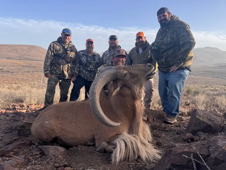 A group of hunters with an aoudad ram in open West Texas country