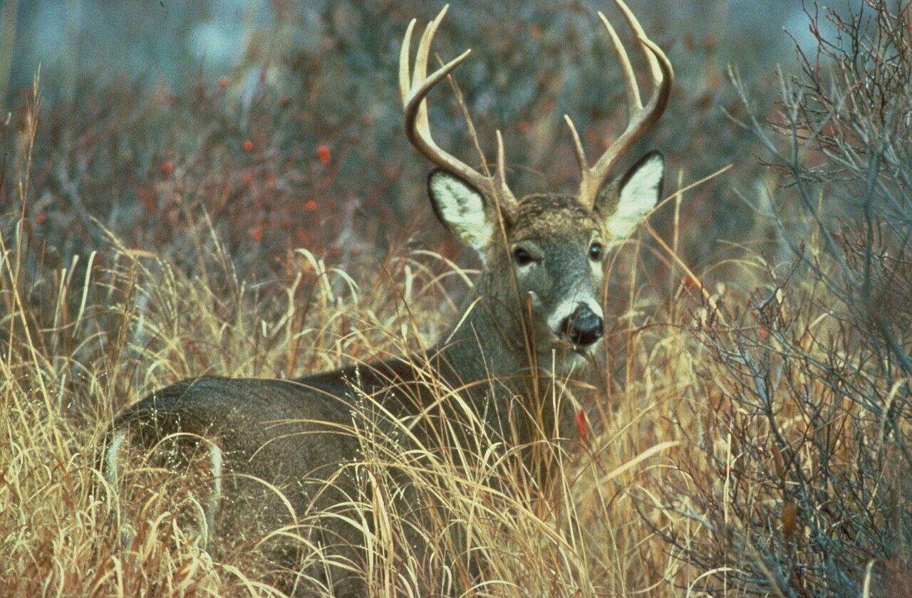 White-tailed buck standing in tall grass